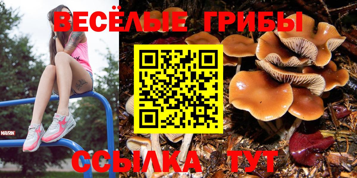 Избербаш  Галлюциногенные грибы Cubensis  Вход с VPN 
